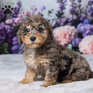 Rusty, Miniature Poodle Puppy
